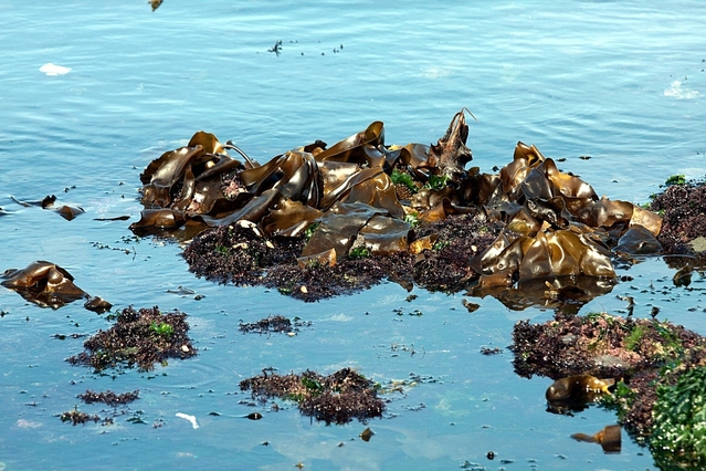 mořské řasy kelp na pobřeží